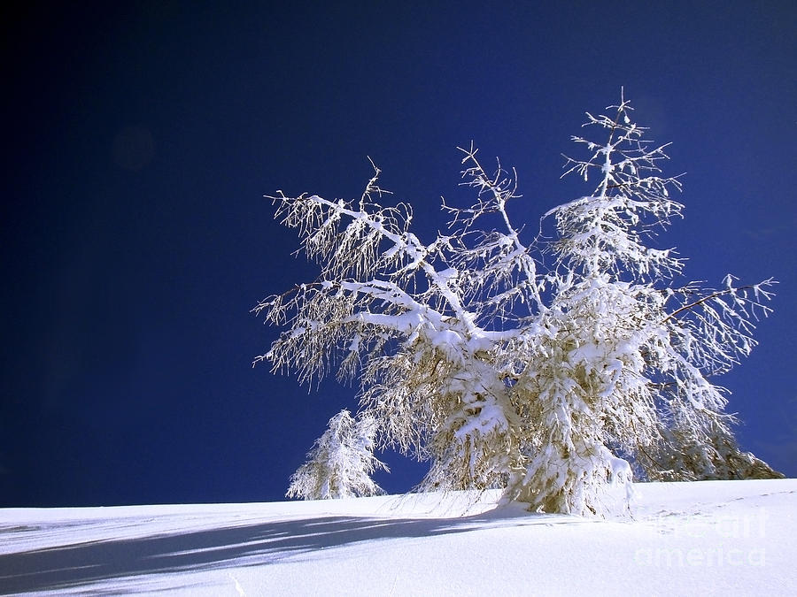 Winter Photograph - Ghost by Giorgio Darrigo