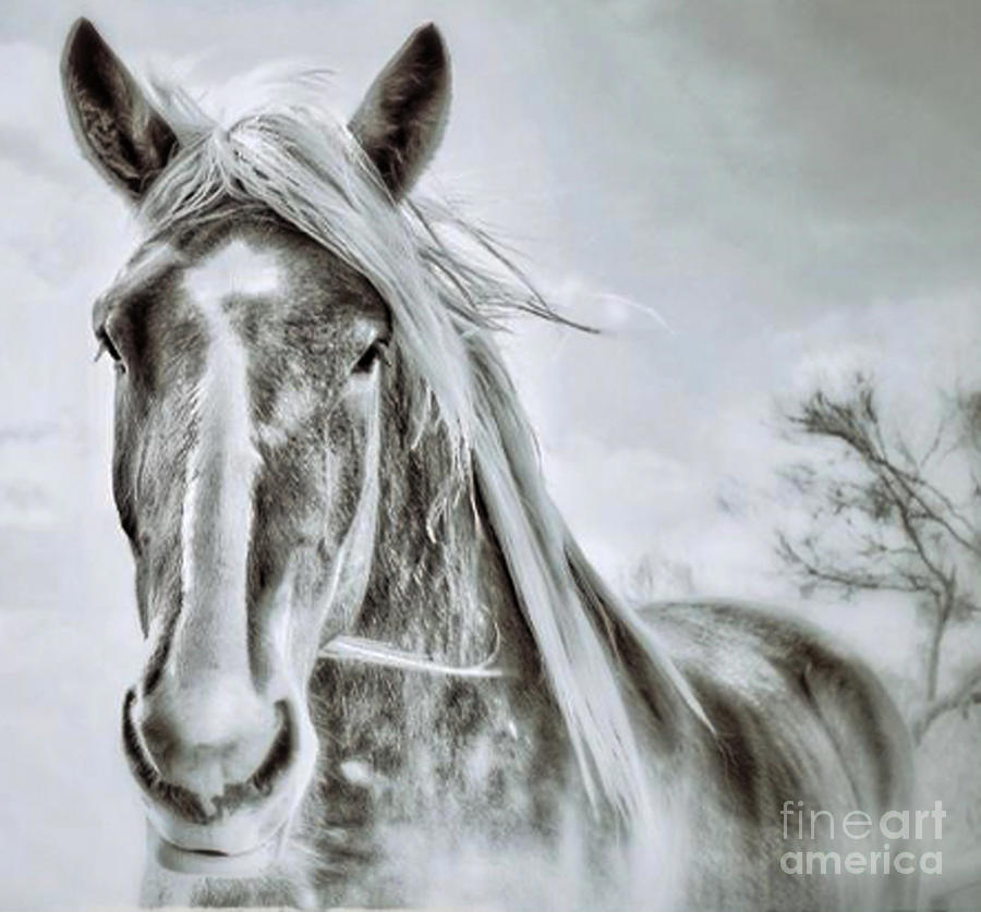 Ghost Horse 2 Photograph by Toma Caul