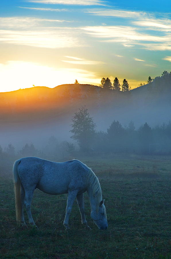 ghost-horse-photograph-by-annie-pflueger-fine-art-america