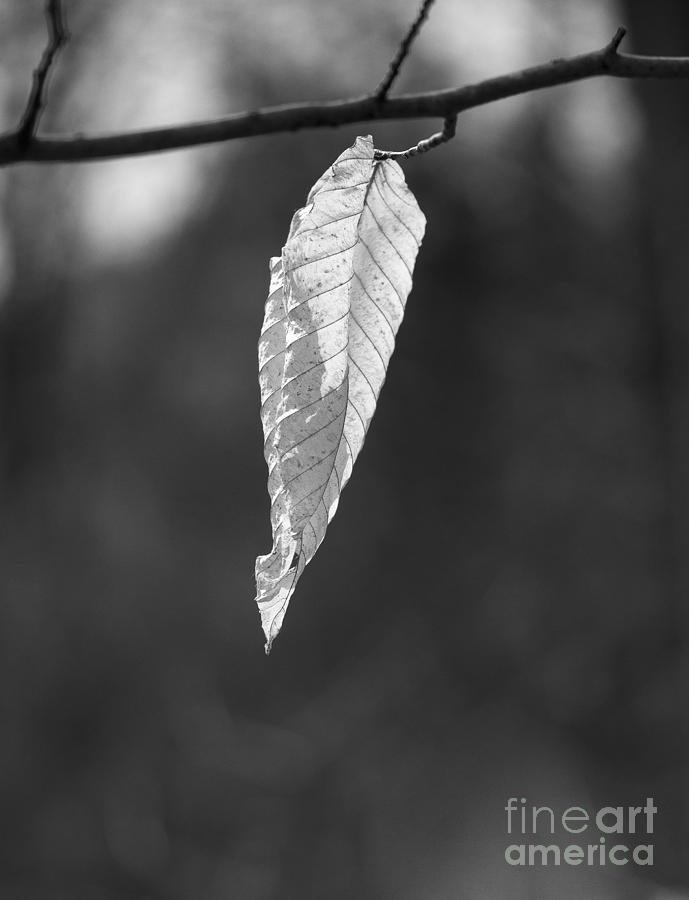 Ghost Leaf Photograph by Steven Ralser