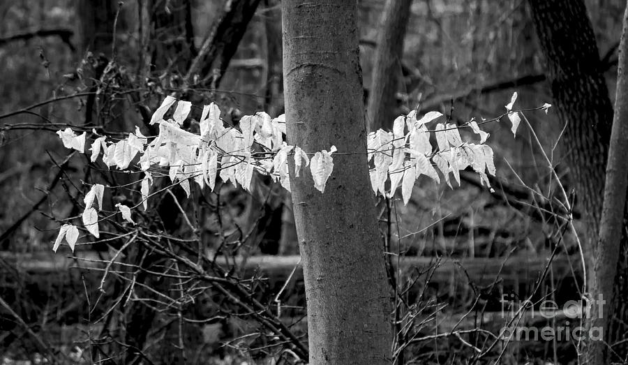 ghost leaves 1, UW Arboretum Photograph by Steven Ralser