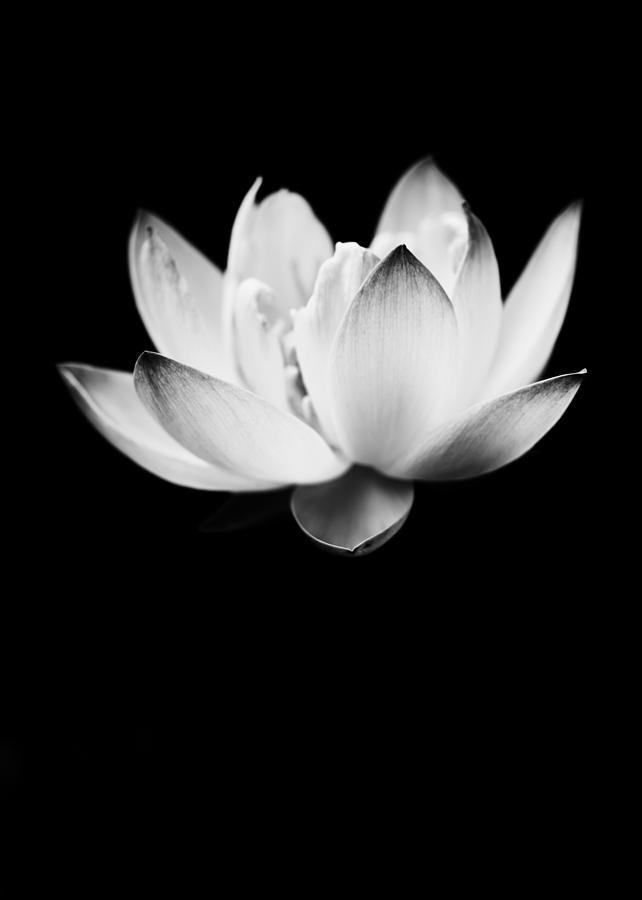 Ghost Lotus Photograph by Priya Ghose