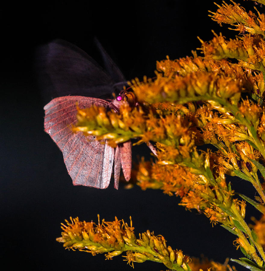 Ghost Moth Photograph by Haren Images- Kriss Haren