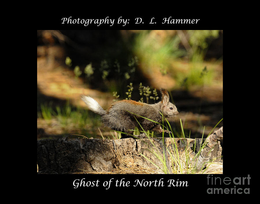 Ghost of the North Rim Photograph by Dennis Hammer