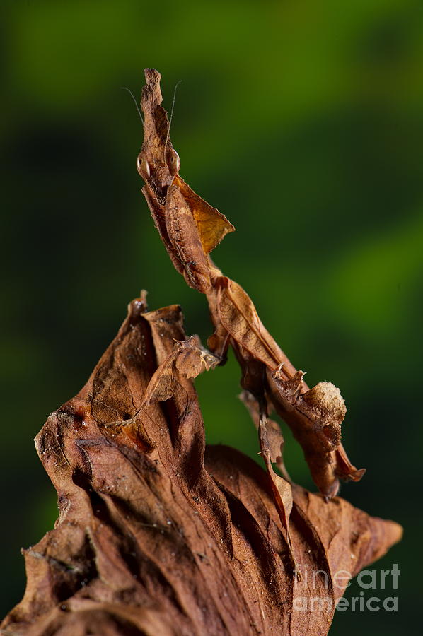 Ghost Or Dead Leaf Mantis Photograph by Francesco Tomasinelli