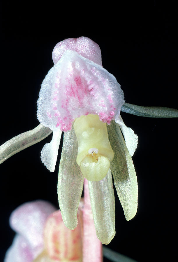 Orchid Photograph - Ghost Orchid (epipogium Aphyllum) by John Devries/science Photo Library