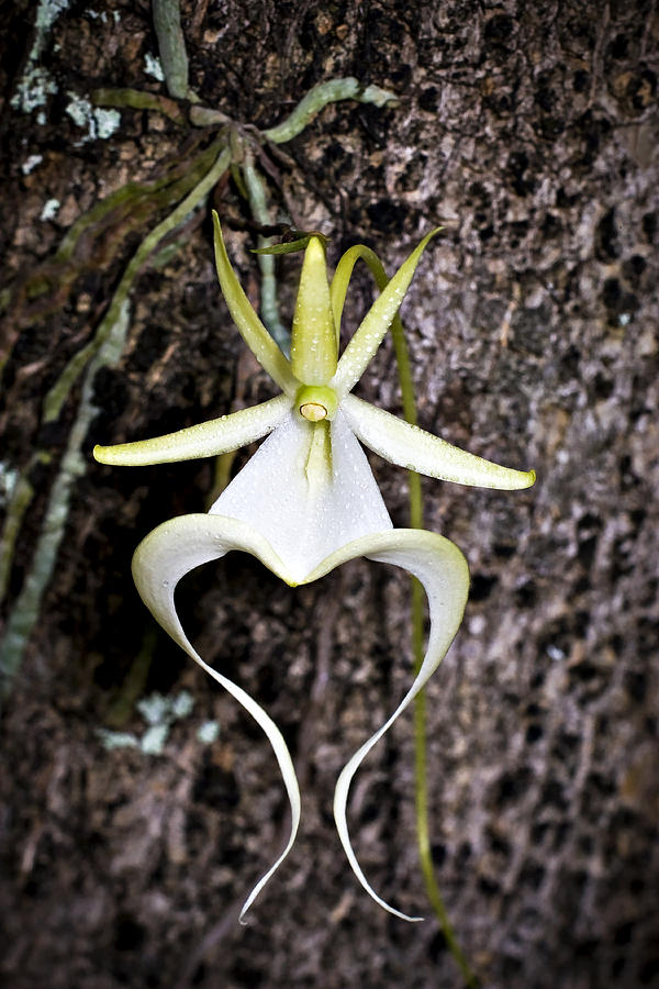 Ghost Orchid Photograph By Hal Horwitz - Fine Art America