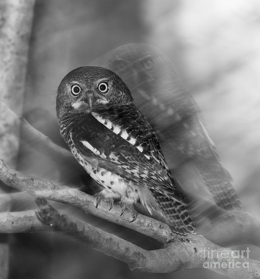 Ghost Owlet Photograph by Jean-Luc Baron