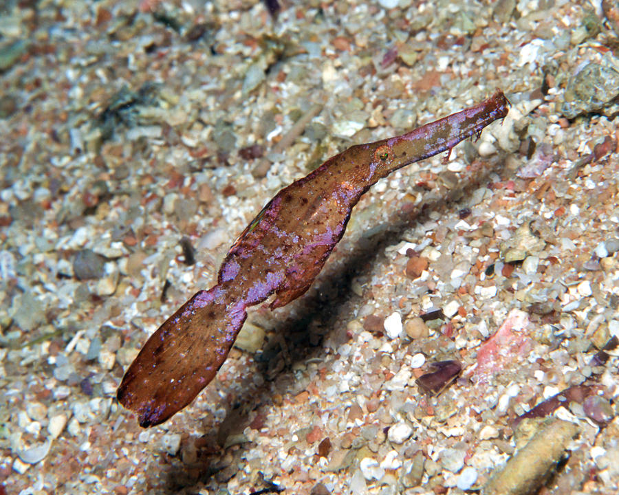 Ghost Pipefish 2 Photograph by Roy Pedersen