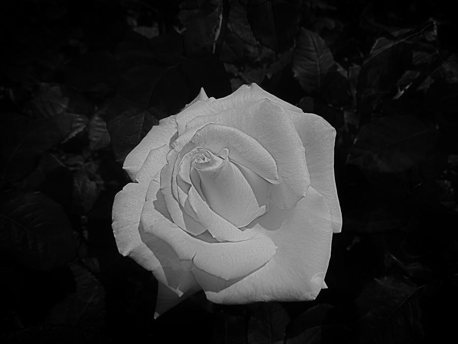 Ghost Rose Photograph by Nick Kloepping