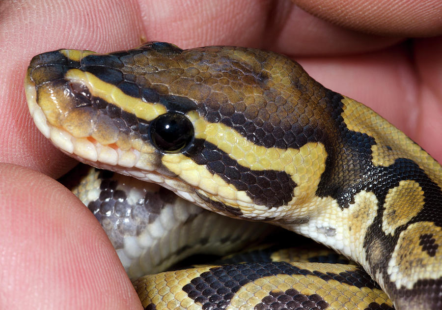 Snake Photograph - Ghost Royal Python Or Ball Python by Nigel Downer