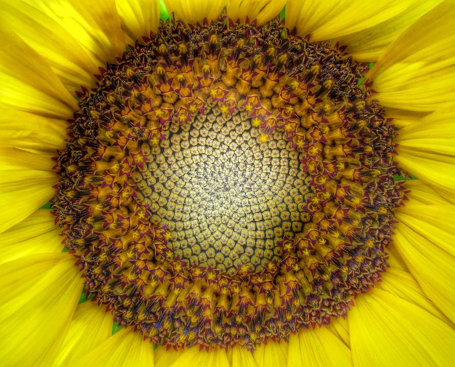Sunflower Photograph - Ghost Sunflower by Marianna Mills