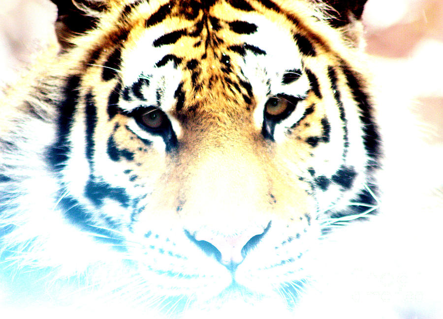 Ghost Tiger Photograph by Nick Gustafson