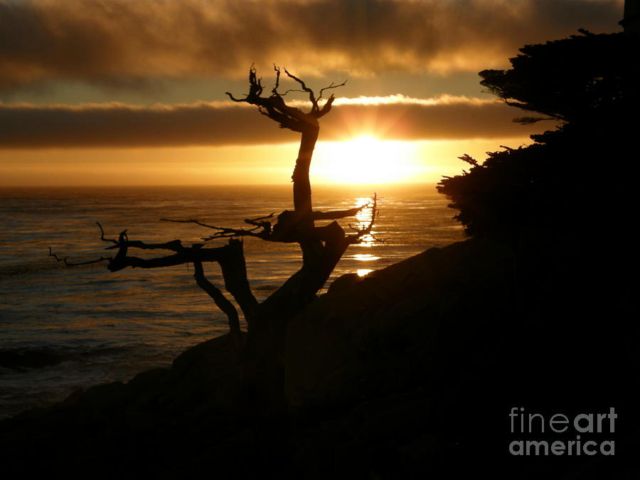 Ghost Tree At Sunset Photograph