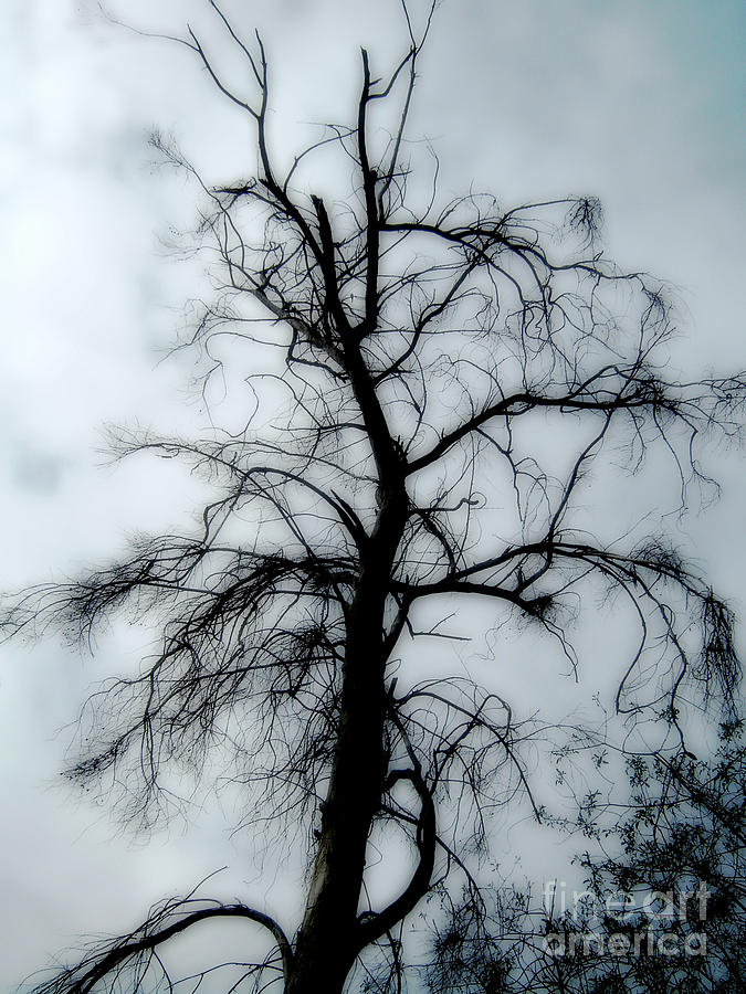Tree Photograph - Ghost Tree by Peter Awax