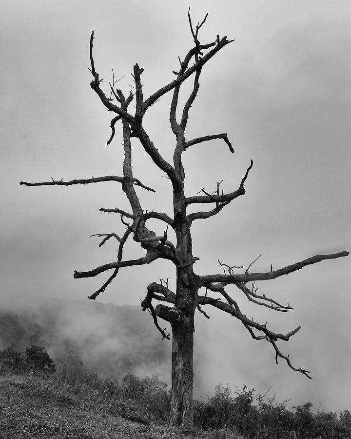 Ghost Tree Photograph by Harold Rau