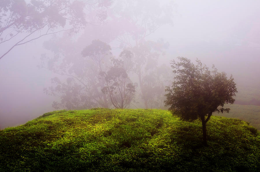 Tree Photograph - Ghost Tree in the Haunted Forest. Nuwara Eliya. Sri Lanka by Jenny Rainbow