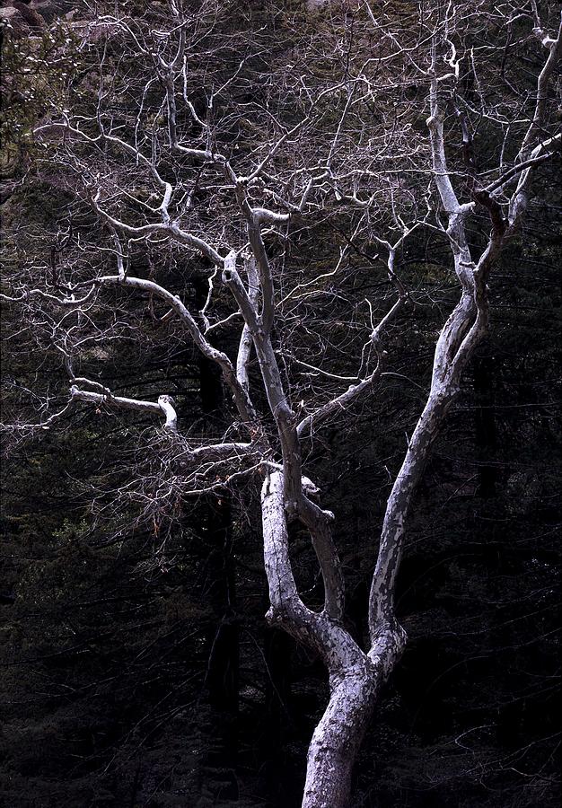 Ghost Tree Photograph by Kae Cheatham Ghost Tree Photograph by Kae Cheatham