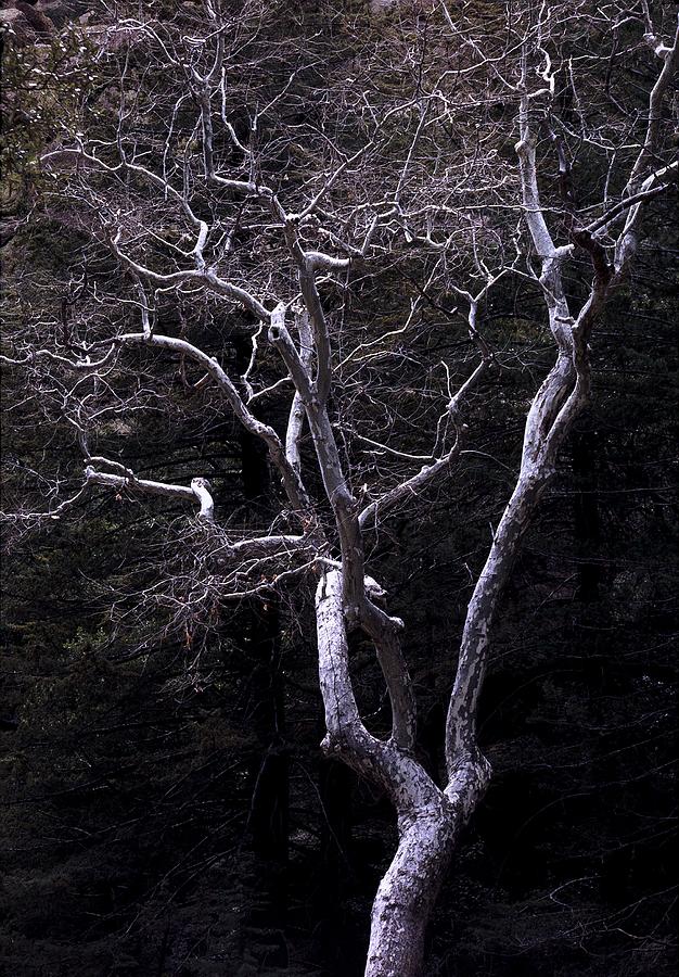 Ghost Tree Photograph by Kae Cheatham