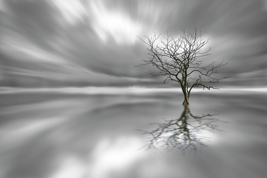 Black And White Photograph - Ghost Tree by Leif L?ndal