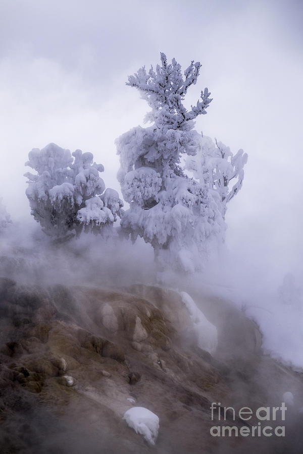 Ghost Tree Photograph by Richard Verkuyl