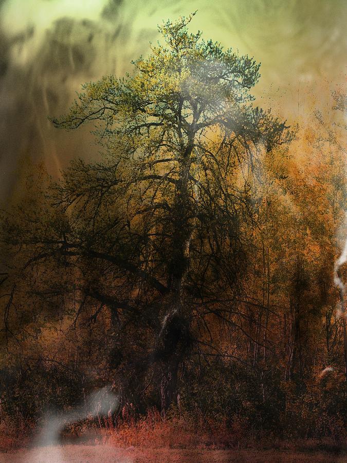 Halloween Photograph - The Ghost Tree by Shirley Sirois