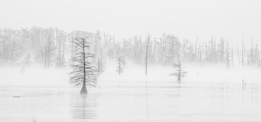 Ghost Trees II Photograph by David Waldrop