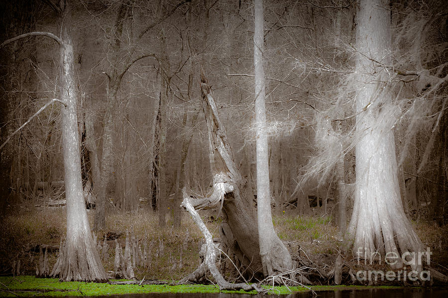 Nature Photograph - Ghost Trees by Jo Ann Tomaselli