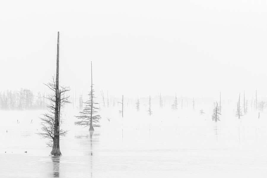 Ghost Trees Lake Conway Photograph by David Waldrop