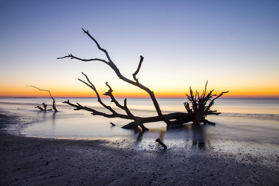 Ghost Trees of Boneyard Beach 06 Photograph by Jim Dollar