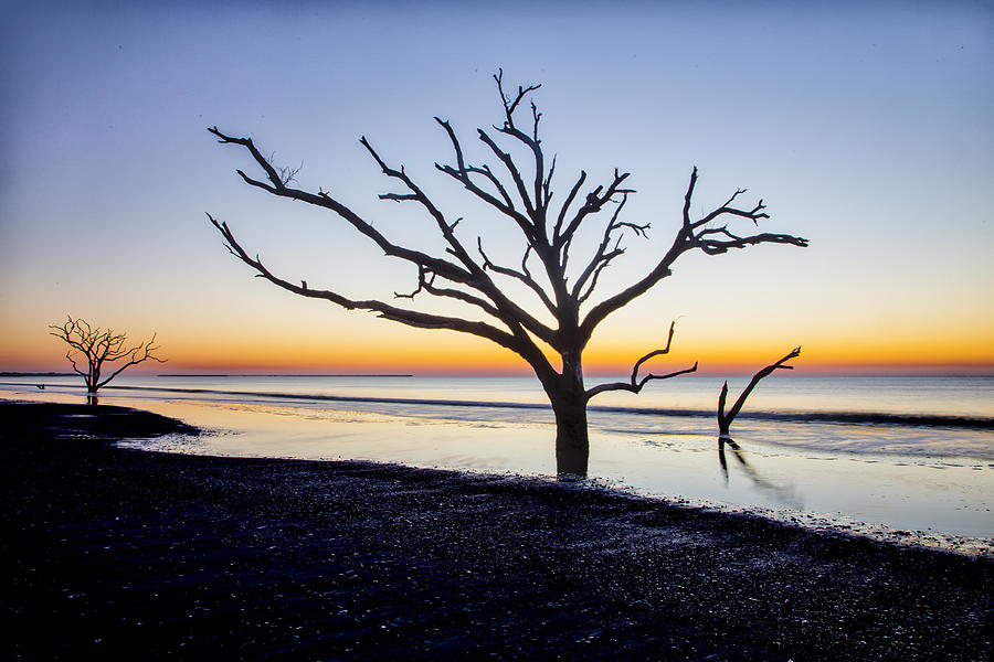 Ghost Trees of Boneyard Beach 08 Photograph by Jim Dollar