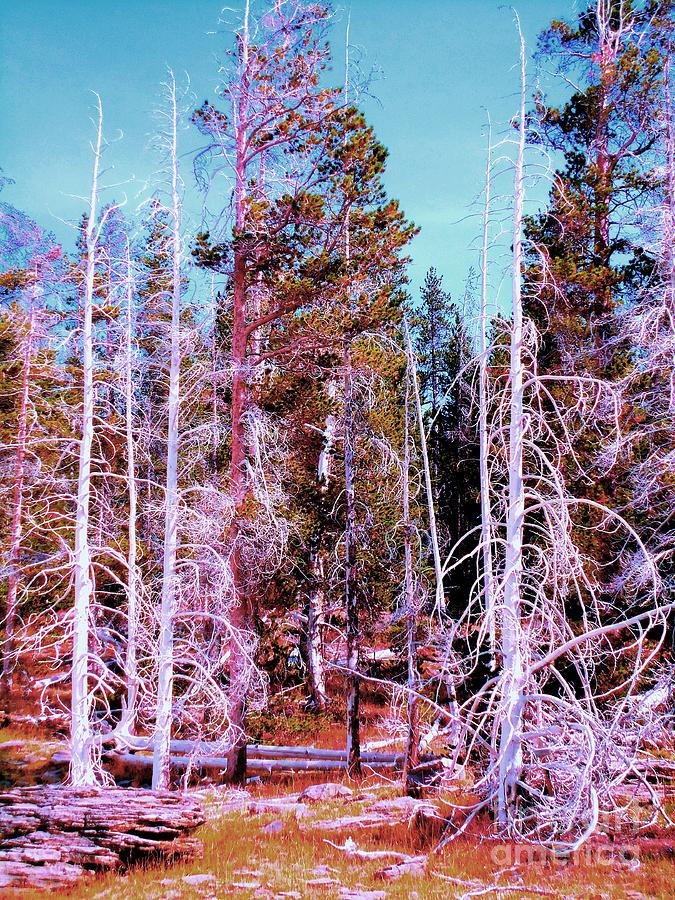 Ghost Trees of the Yellowstone Photograph by Ann Johndro-Collins