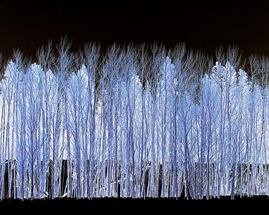 Ghost Trees Photograph by Steven Reed