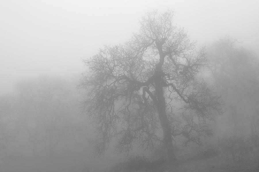 Ghostly Oak In Fog  Central California Black and White Monochrome Photograph by Ram Vasudev