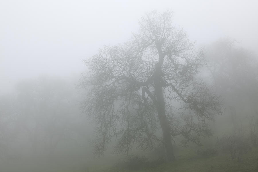 Ghostly Oak in Fog - Central California Photograph by Ram Vasudev
