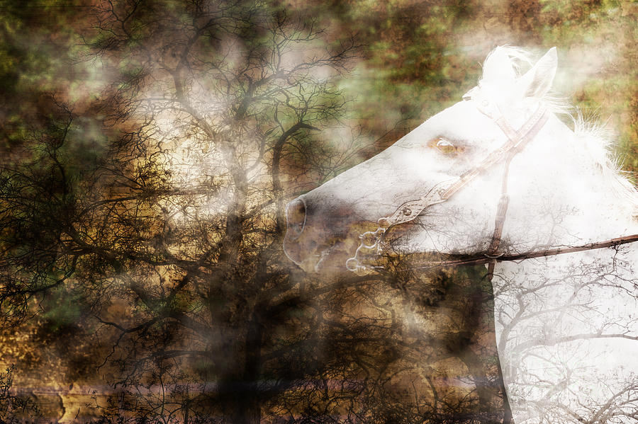 Ghostly Ride Surreal Horse Translucent Photograph by Eleanor Abramson
