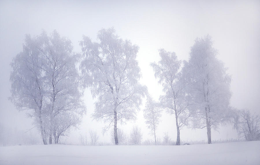 Ghostly Trees in Winter Mist Photograph by Jenny Rainbow
