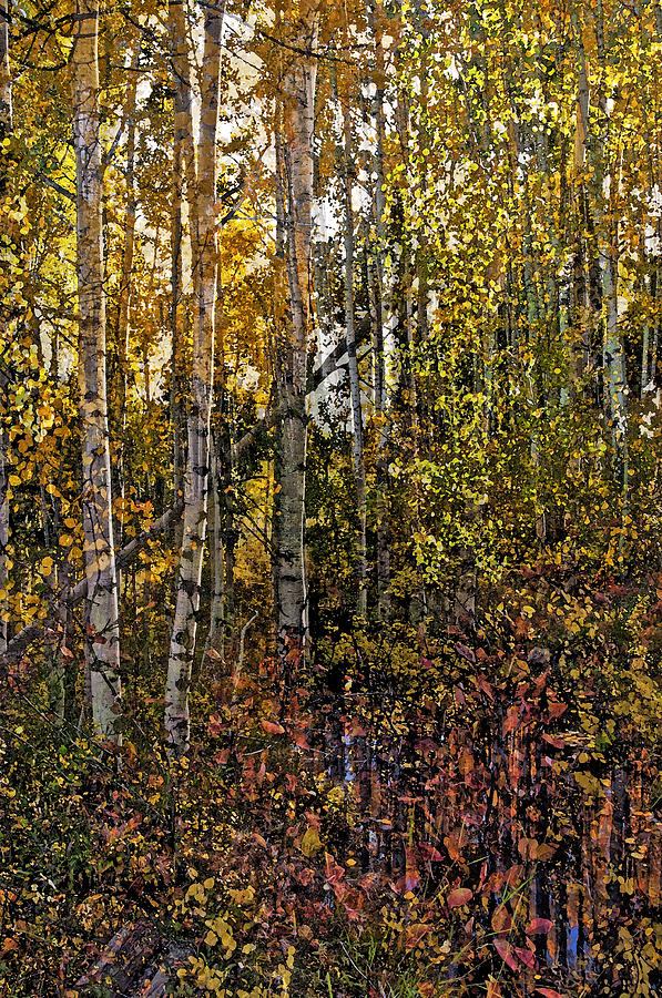 Ghosts Of A Quaking Aspen Photograph by Eric Rundle