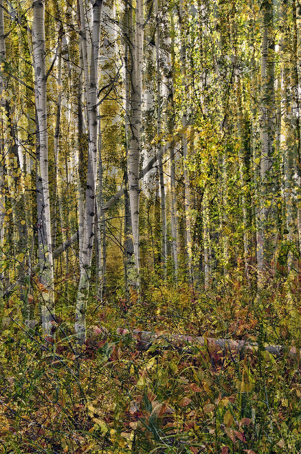 Ghosts Of A Quaking Aspen Three Photograph by Eric Rundle