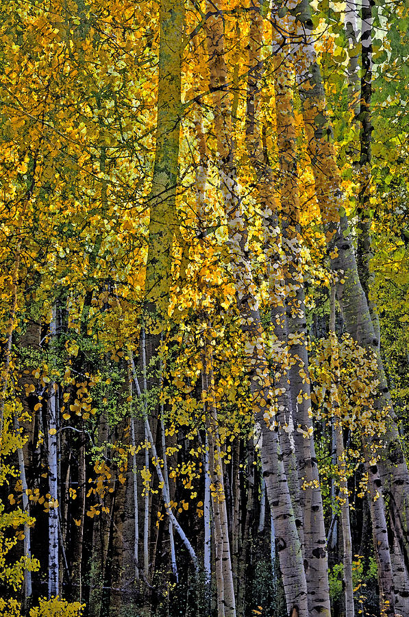 Abstract Photograph - Ghosts Of A Quaking Aspen Two by Eric Rundle