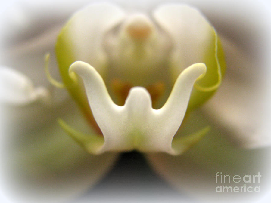 Orchid Photograph - Ghosts of Orchid Past by C Ray  Roth