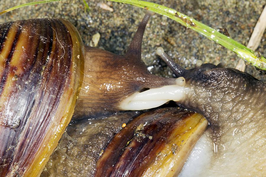 Nature Photograph - Giant African land snails mating, by Science Photo Library