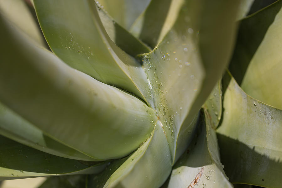 Abstract Photograph - Giant Agave Abstract 1 by Scott Campbell
