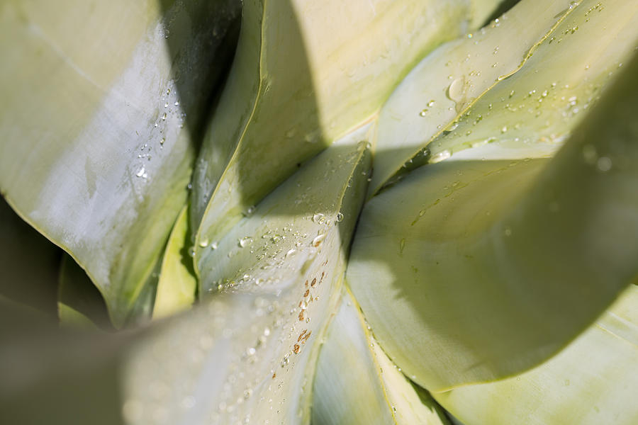 Giant Agave Abstract 3 Photograph by Scott Campbell