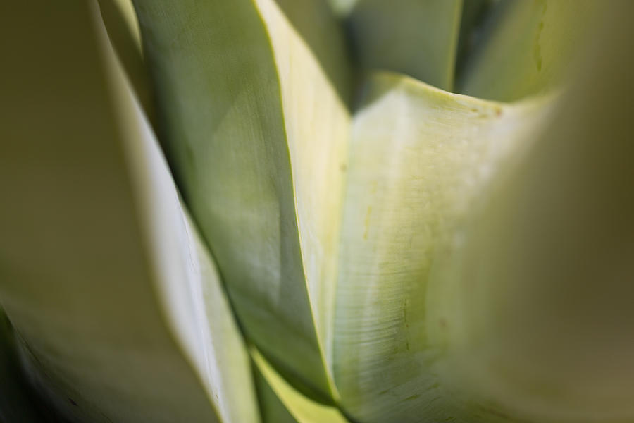 Abstract Photograph - Giant Agave Abstract 6 by Scott Campbell