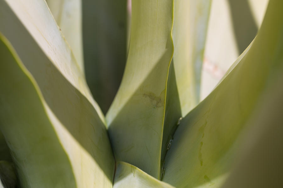 Abstract Photograph - Giant Agave Abstract 7 by Scott Campbell