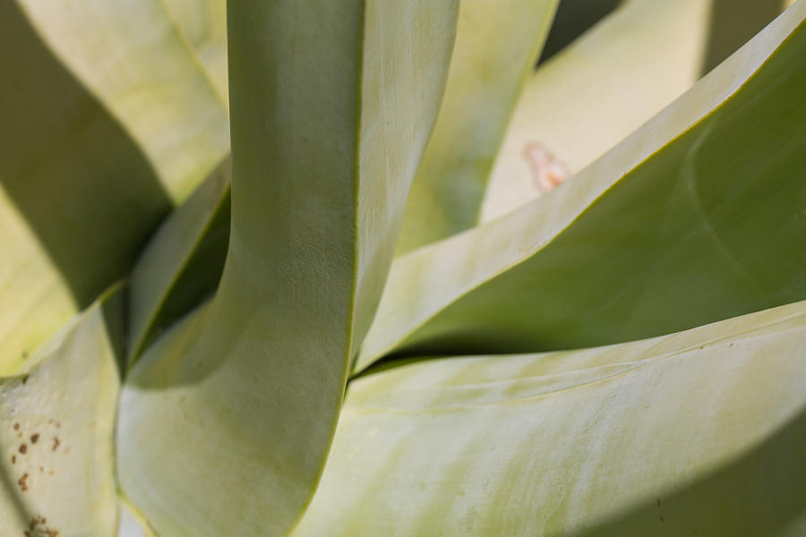 Abstract Photograph - Giant Agave Abstract 8 by Scott Campbell