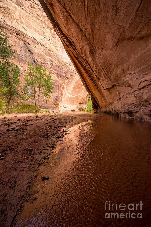 Giant Alcove Coyote Gulch - Utah Photograph by Gary Whitton