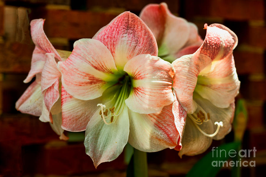 Unique Photograph - Giant Amaryllis by Dave Bosse