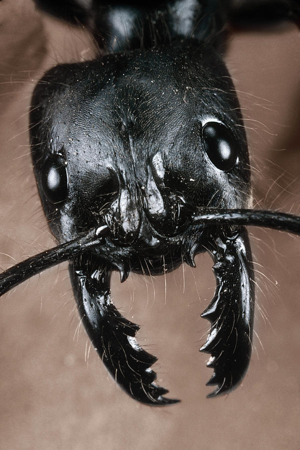 https://images.fineartamerica.com/images-medium-large-5/giant-amazon-ant-paul-zahl.jpg